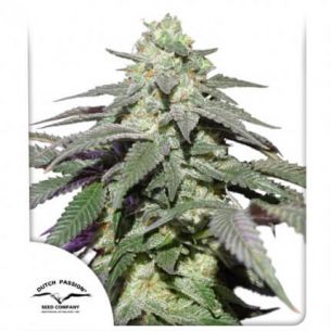 SKYWALKER HAZE AUTO X3- DUTCH PASSION